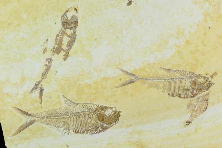 Fossil Fish Plate (Diplomystus And Knightia) - Green River Formation #122668